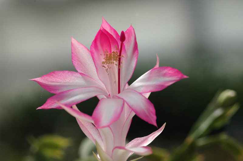 schlumbergera hatherton charm 224