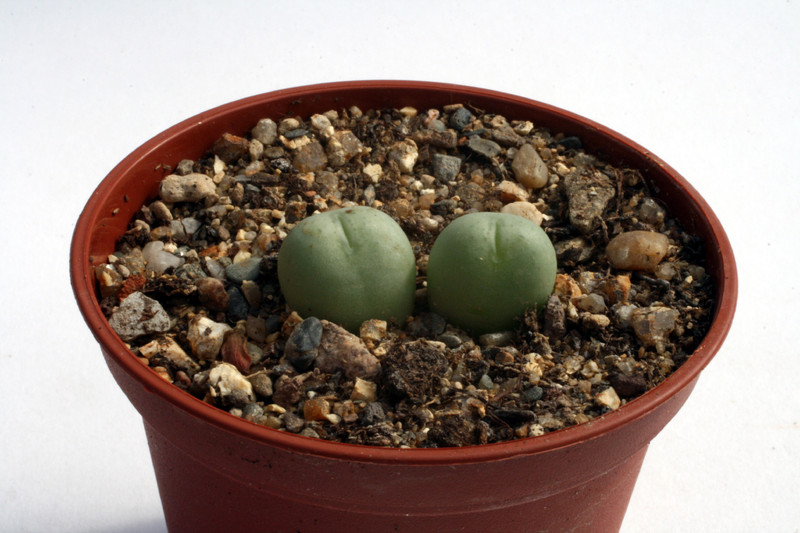 conophytum globosum garies 2914