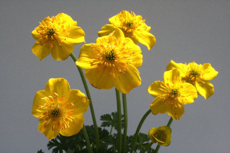 trollius pumilus 8563