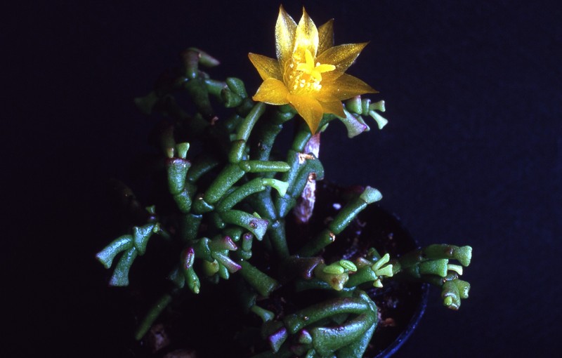 hatiora epiphylloides bradei1