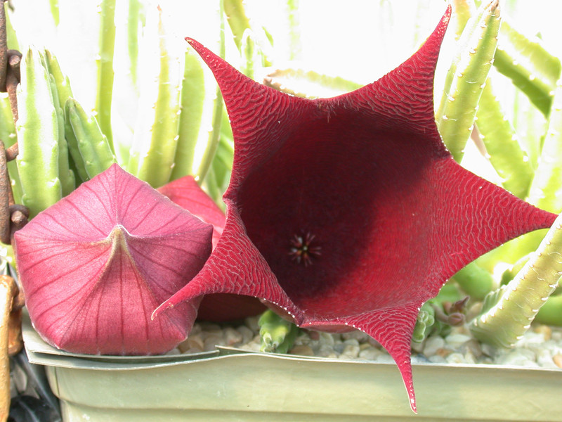 stapelia ledinii 05