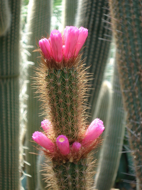 arrojadoa rhodantha 373