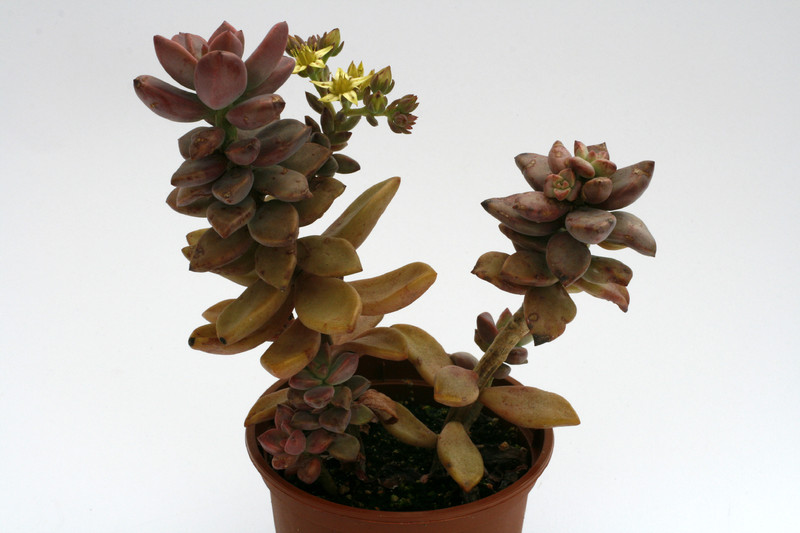 graptosedum bronze 9240
