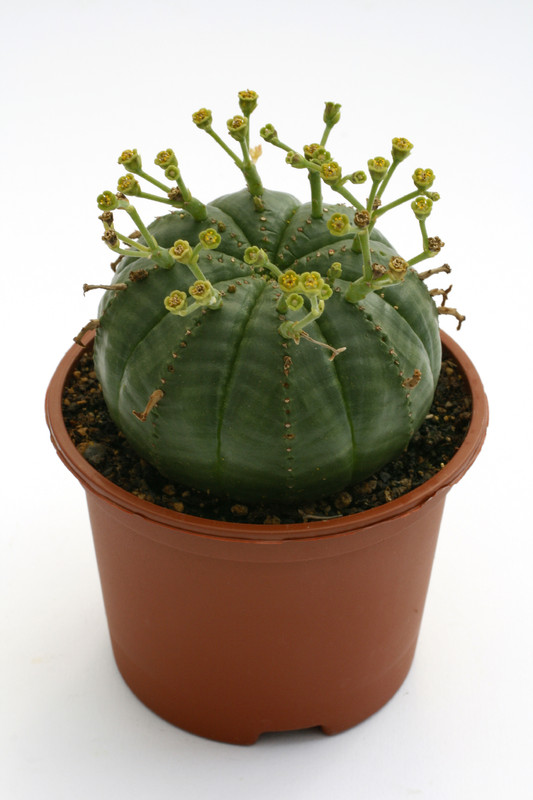 euphorbia meloforms 9784