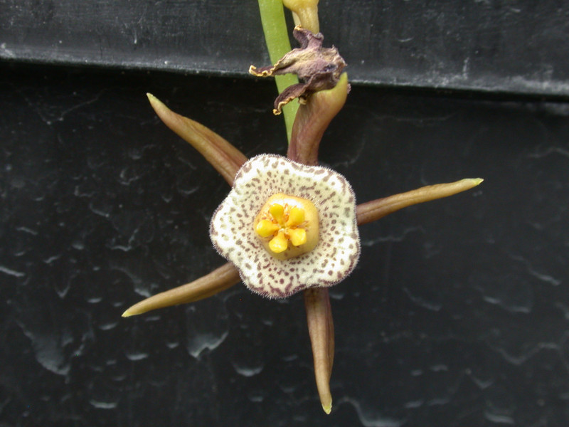 duvalia maculata d1832 01