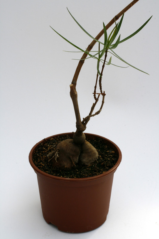 secamone sp madagaskar 9083