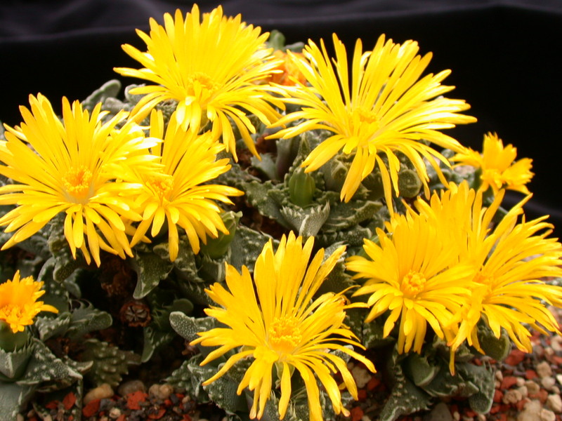 faucaria tuberculosa 3761
