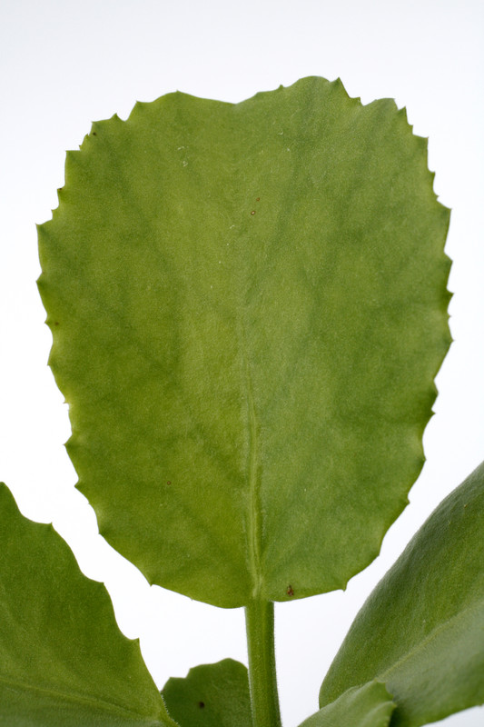 cyphostemma uter e of epupa fall 0850