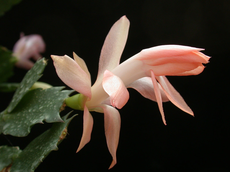 schlumbergera christmas fantasie 05