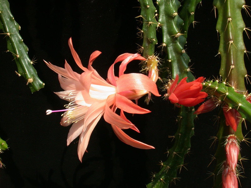 aporocactus wendy3