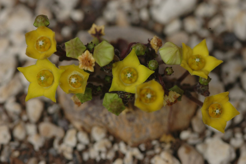 brachystelma caffrum 06