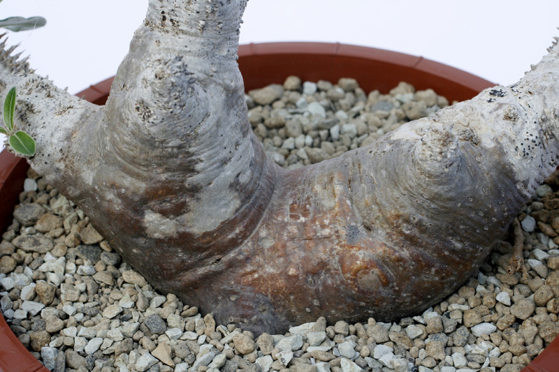 pachypodium densiflorum ibity 1617