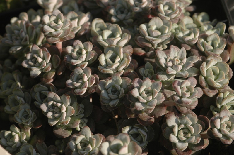 sedum spatulifolium capo blanco 1361