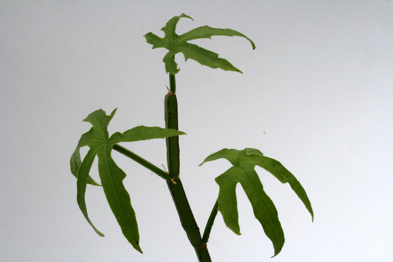 cissus qumquangularis 0730