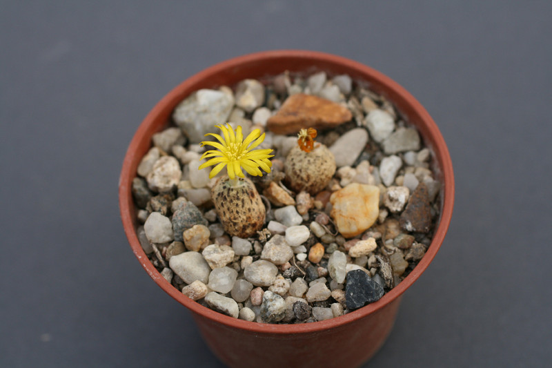 conophytum meyeri 0161