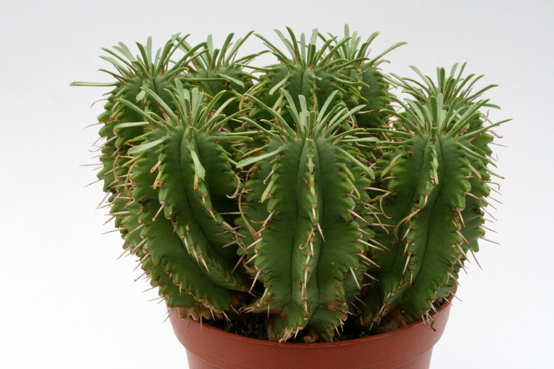 euphorbia restituta hybr 0076