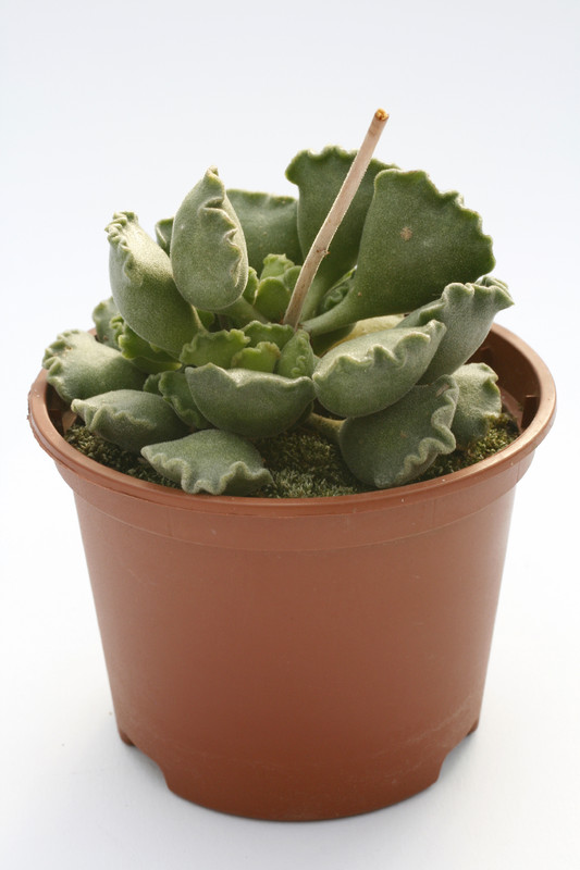 adromischus cristatus 7998