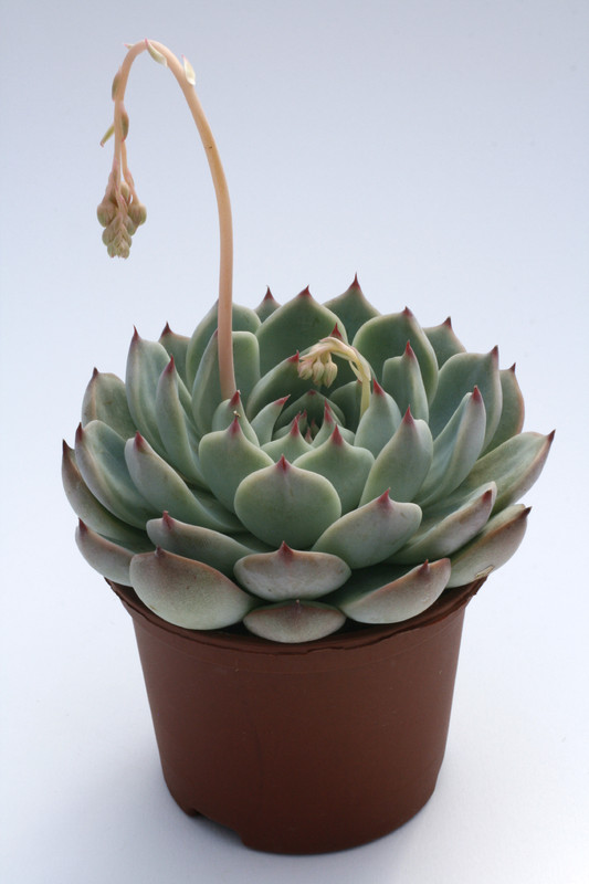 echeveria colorata 7945