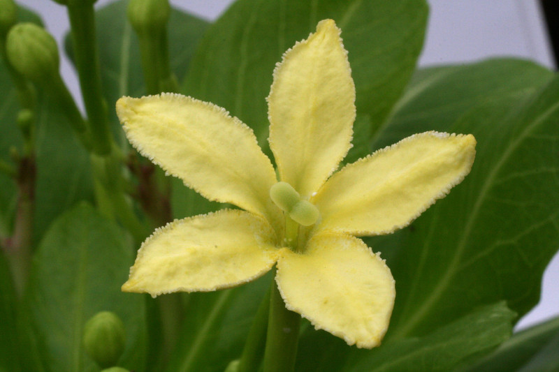 brighamia insignis 1196