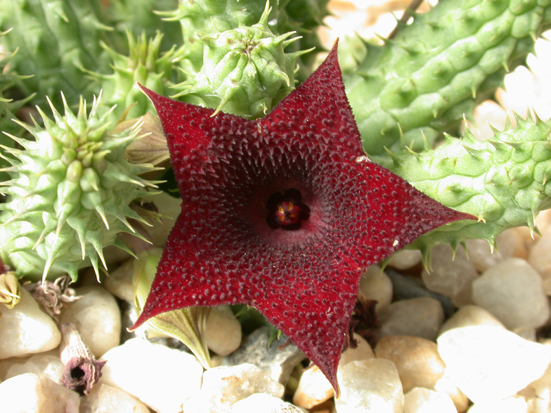 huernia angolensis specks 01