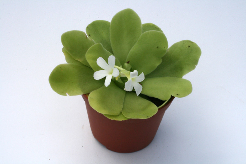 pinguicula grandiflora 6305
