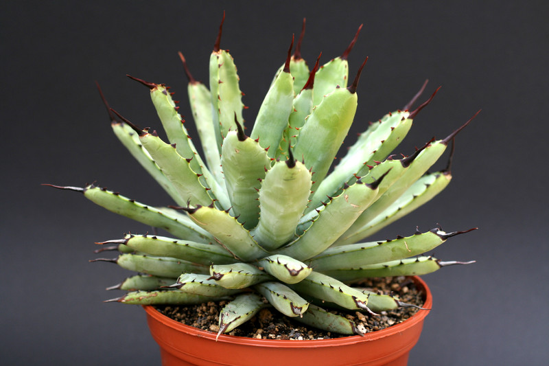 agave maroacantha verde 1415