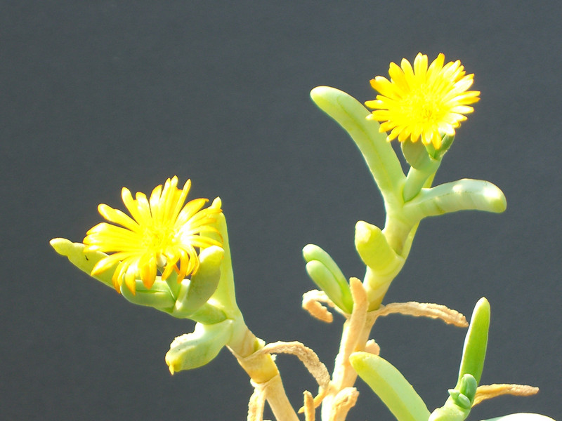 cephalophyllum gracile 1371