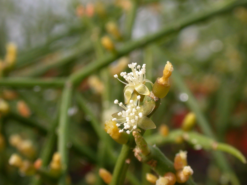 rhipsalis cribrata burchellii01 8572 9