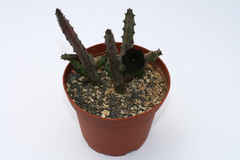 huernia penzigii 9325