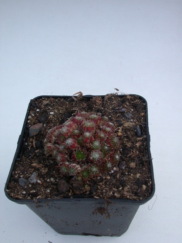 sempervivum hookeri 5719