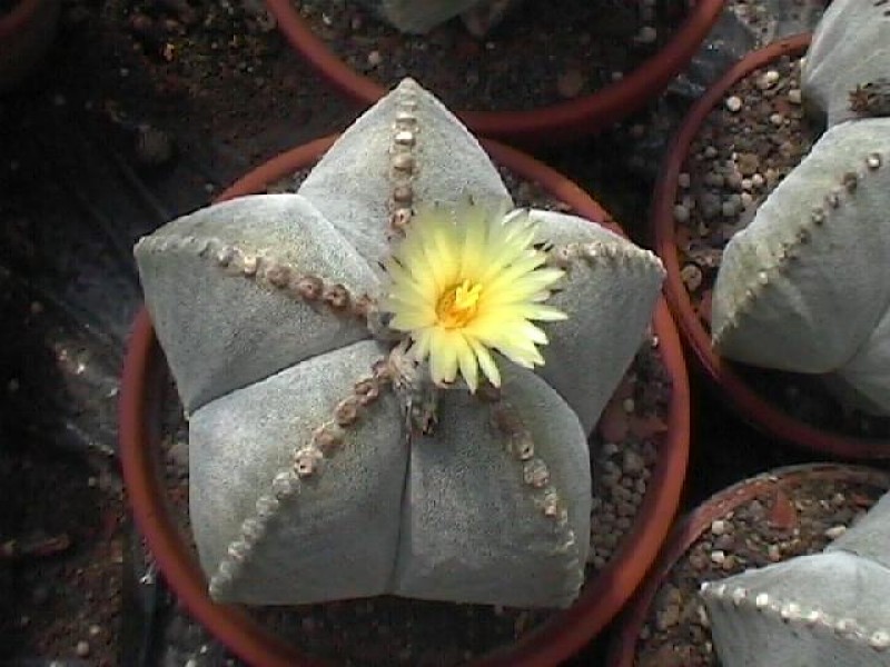 astrophytum myriostigma strongilodus