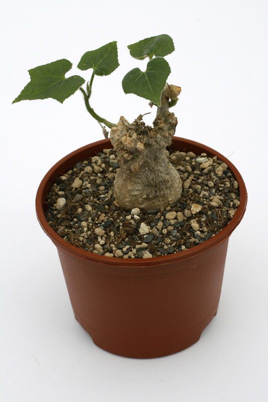 corallocarpus boehmii 9410