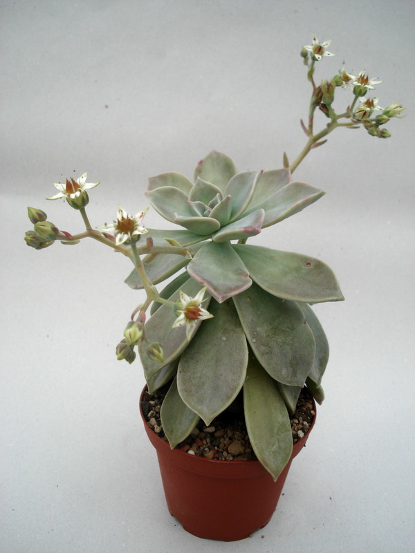 graptopetalum paraguayensis 8466