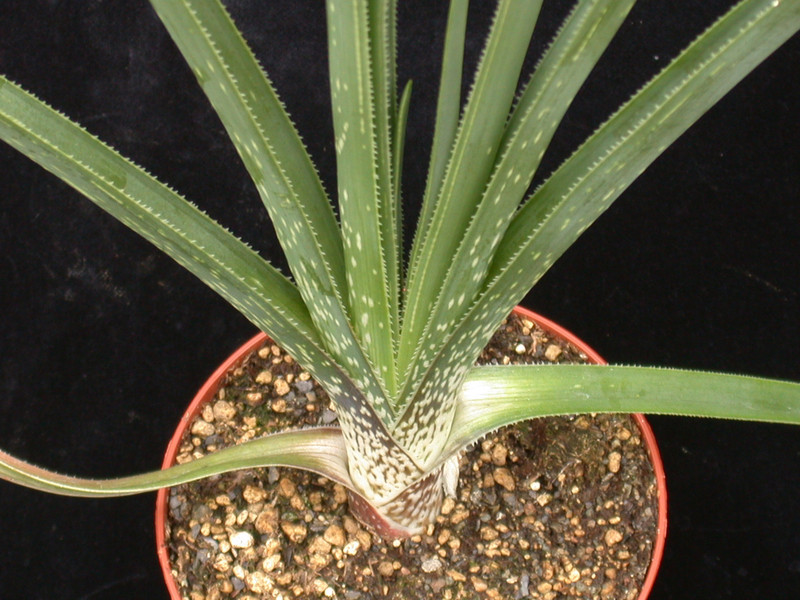 aloe cooperi 04