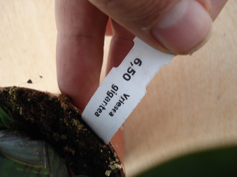 vriesea gigantea 4583