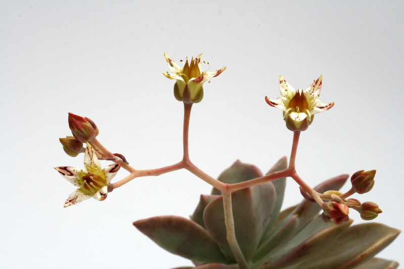 graptopetalum paraguayense 9235