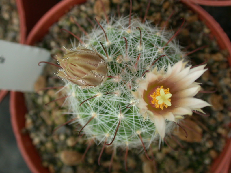 mammillaria barbata 01