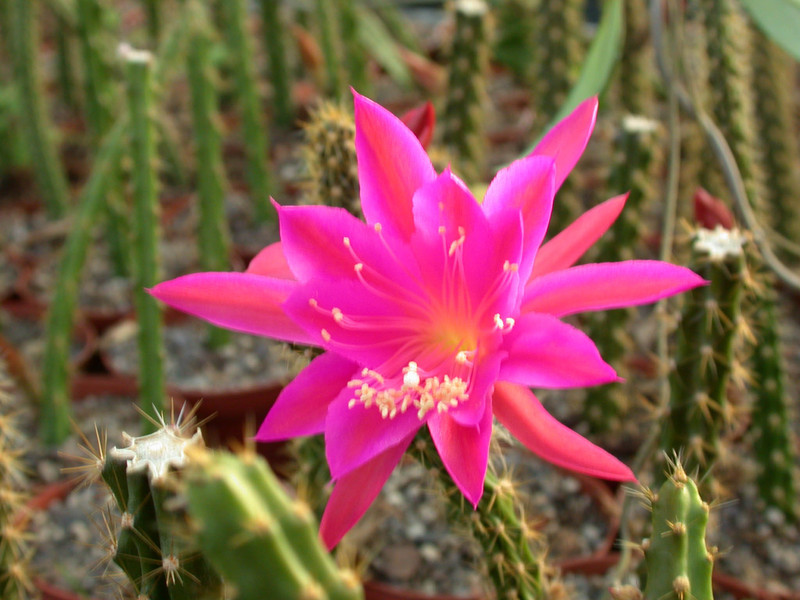 aporocactus susan03