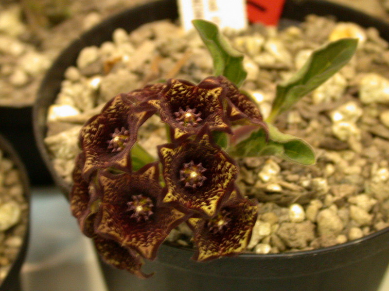 brachystelma buchanani specks0378 01