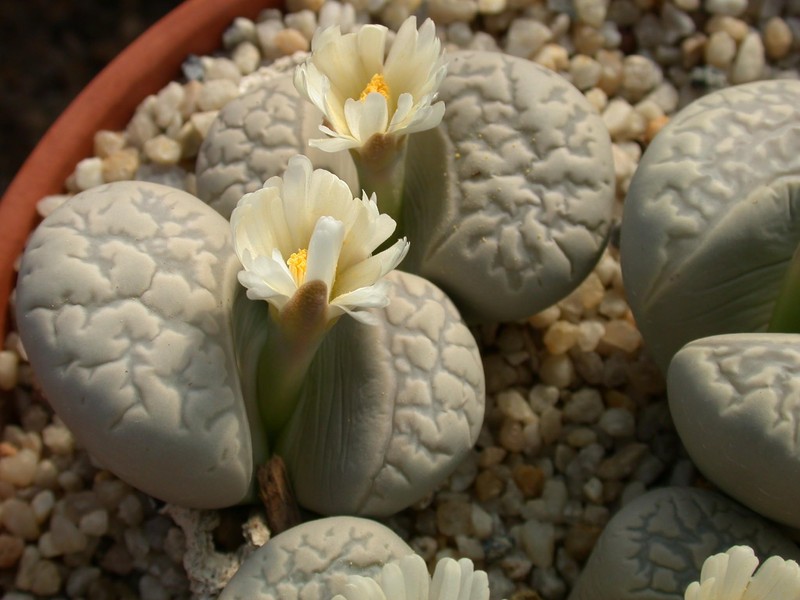 lithops marmorata elisae 2 02