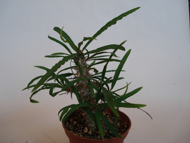 euphorbia genoudiana 74