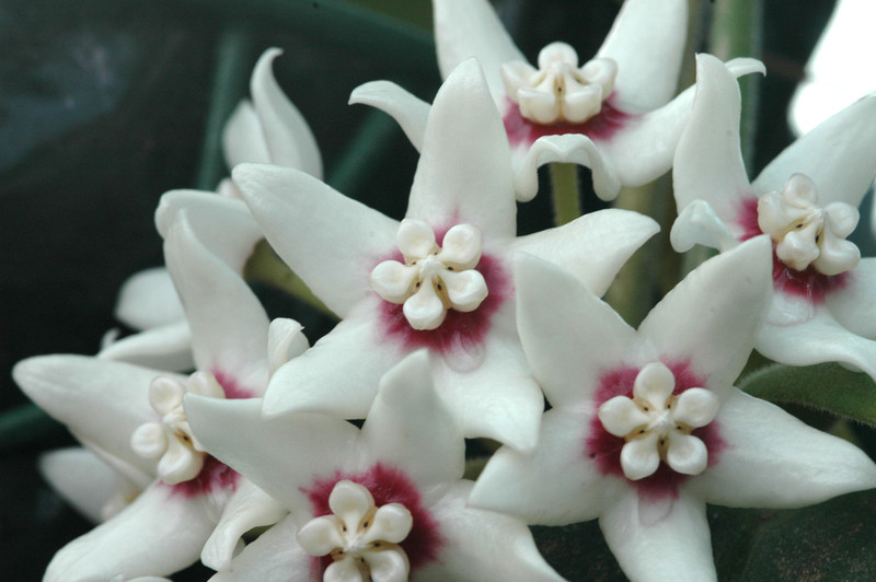 hoya calycina 6583