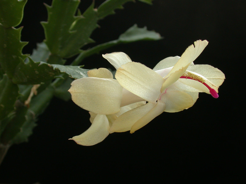 schlumbergera gold charme 04