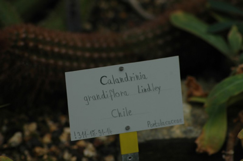 calandrinia grandiflora 05
