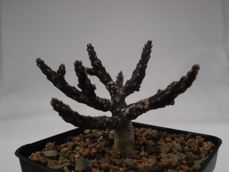 rhytidocaulon subscandens 6247