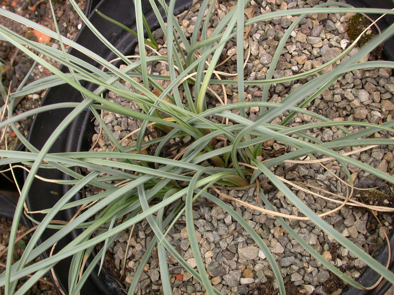 yucca glauca 01