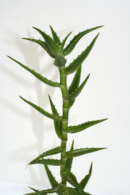 aloe morijensis kenia 70cm 3793