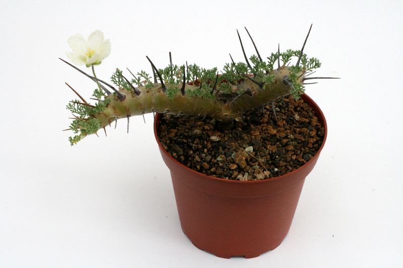 sarcocaulon herrei 9552