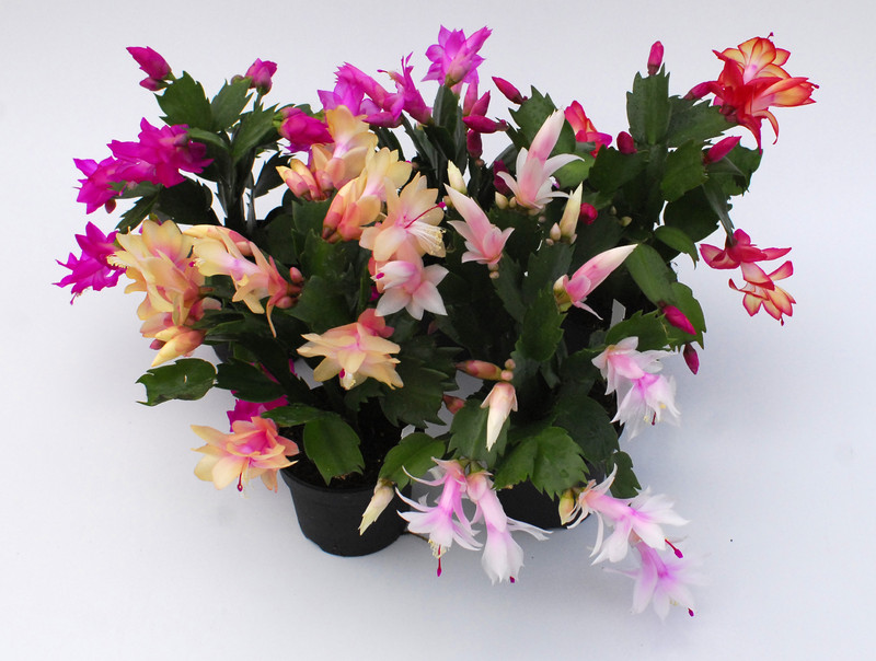 schlumbergera sorten 10001