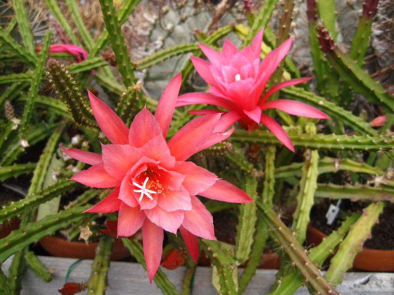 aporocactus peggys red spider falsch 9311